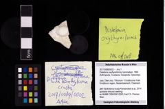 Foto (Objekt + Etikett) von Distefania oxythyreiformis (Gemmellaro, 1869)  (NHMW-GEO-2017-0089-0002)